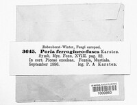 Phellinidium ferrugineofuscum image